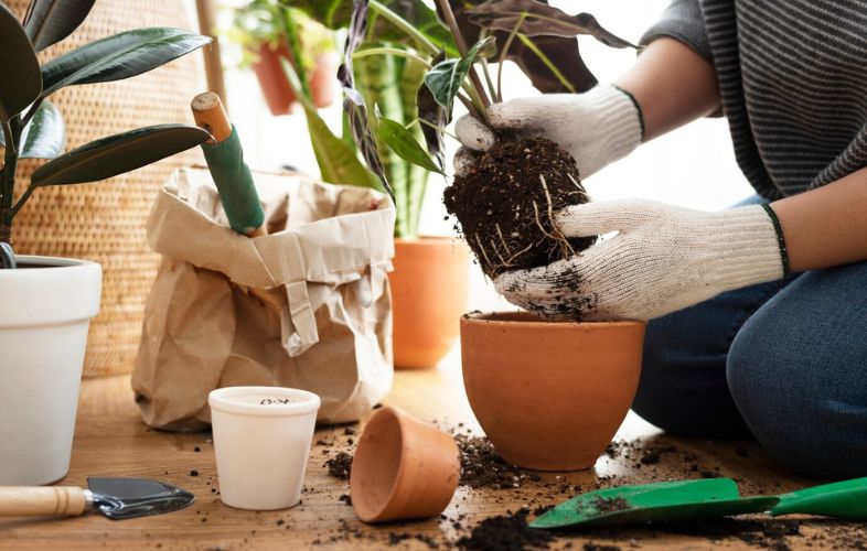 BEST DIY PUMPKIN FERTILIZERS