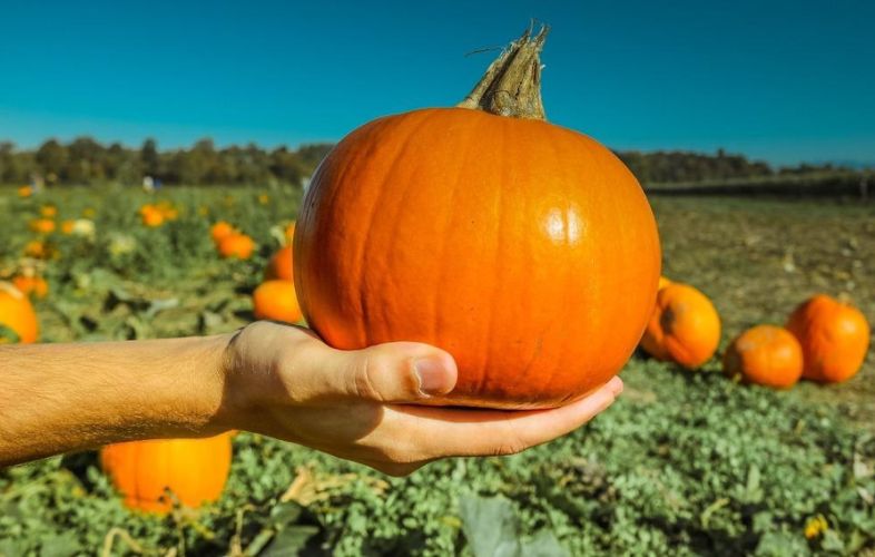ORGANIC PUMPKIN FARMING PRACTICES