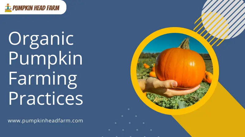 Organic Pumpkin Farming Practices