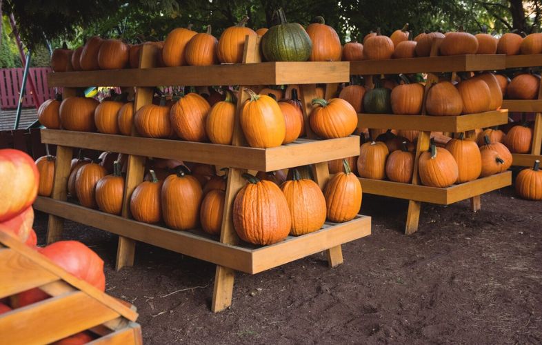 PUMPKIN HARVESTING AND STORAGE