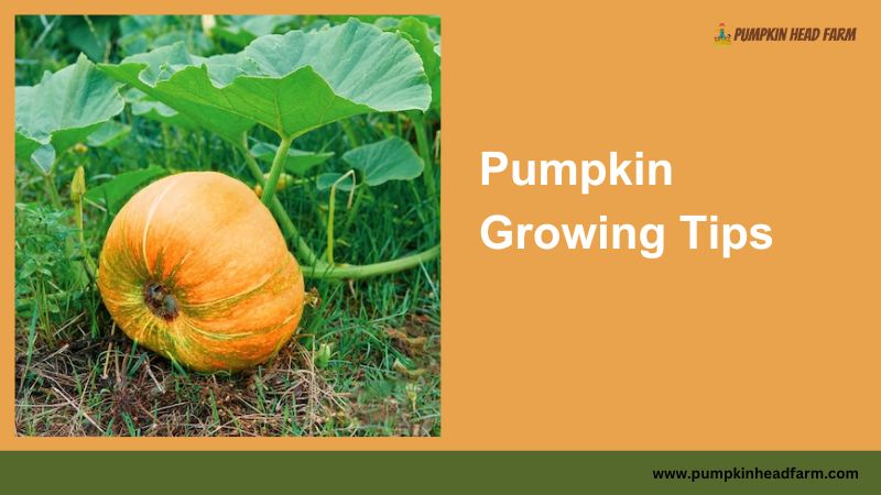 Pumpkin Growing Tips