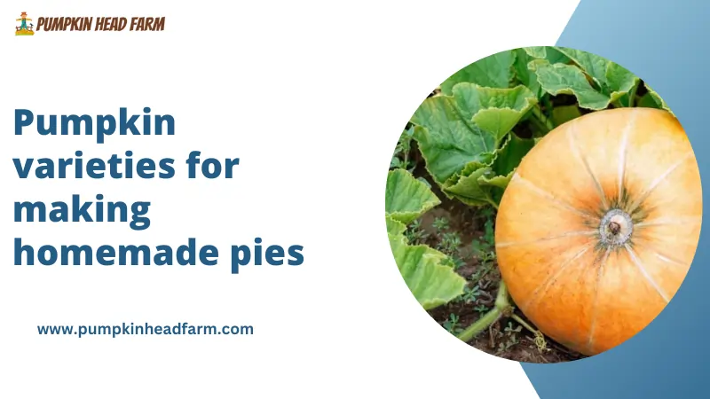 Pumpkin varieties for making homemade pies