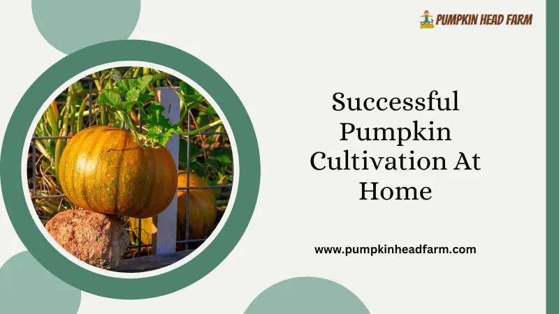 Successful Pumpkin Cultivation At Home