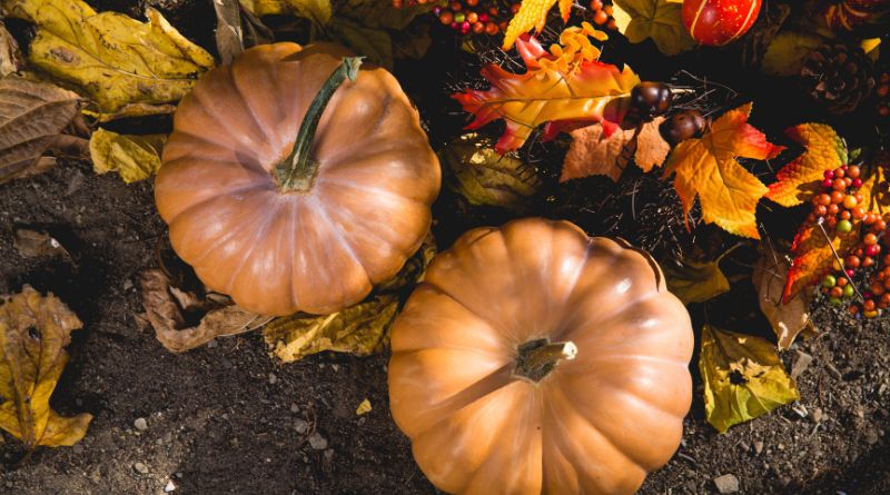 TOP PUMPKIN GROWING TIPS FOR GARDEN ENTHUSIASTS