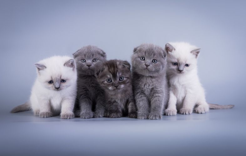 10 TOP CAT BREEDS THAT ARE SMALLER-SIZED