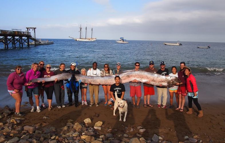 18-FOOT SEA MONSTER