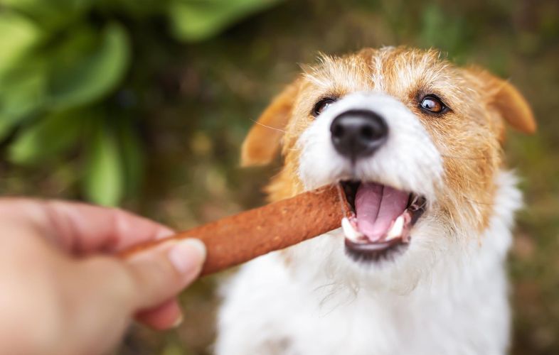 7 BEST NATURAL DOG CHEWS FOR HAPPY PUPS EXPLORING CANINE DELIGHTS