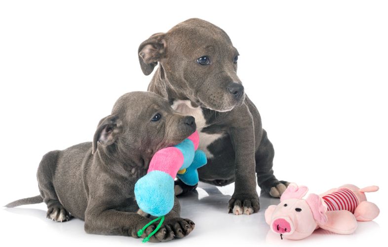 8 TOY DOG BREEDS THAT ARE GREAT AS PETS