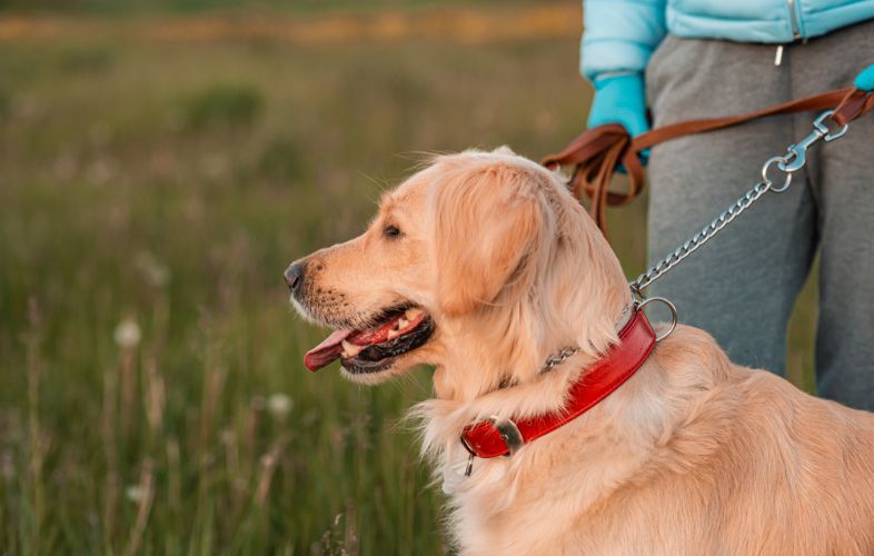 CHOOSING THE RIGHT DOG COLLAR FOR SMALL BREEDS 10 BEST TIPS