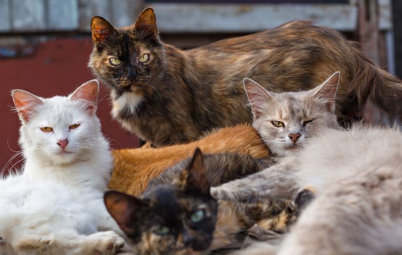 COON CATS AND KITTENS