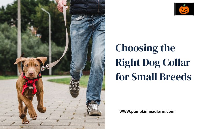 Choosing the Right Dog Collar for Small Breeds