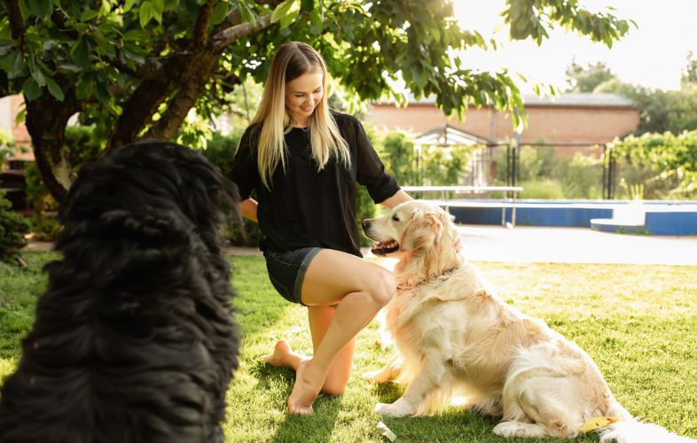 HOW TO TRAIN A STUBBORN DOG TO OBEY COMMANDS