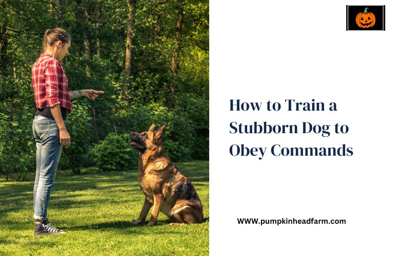 How to Train a Stubborn Dog to Obey Commands