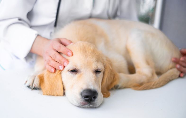 THE 10 MOST COMMON HEALTH PROBLEMS IN LABRADOR RETRIEVERS