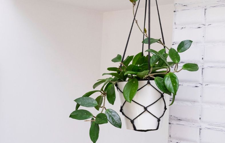 Indoor Hanging Plants That Will Liven Up Your Home
