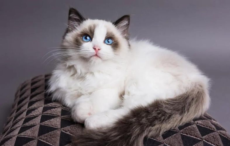 7 Large Cat Breeds That Make Cute and Colossal Pets