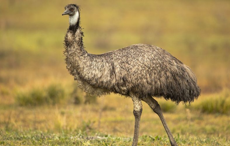 7 OF THE BIGGEST BIRDS ON EARTH