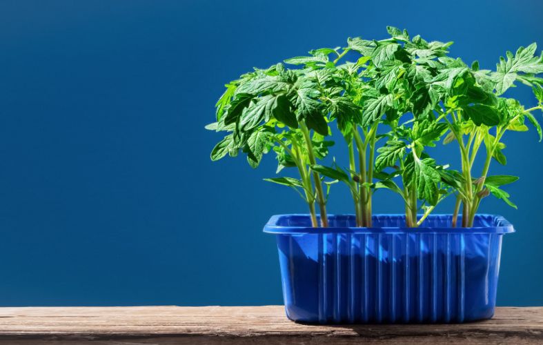 7 TIPS TO GROW CILANTRO FROM SEEDS