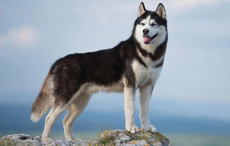 8 Dog Breeds People Regret Buying