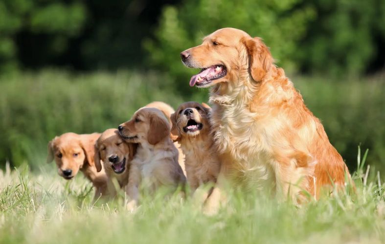 8 Dog Breeds Most Similar to Golden Retrievers