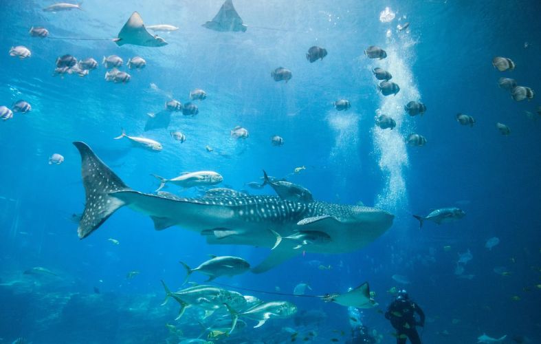 The World's 7 Most Spectacular Aquariums