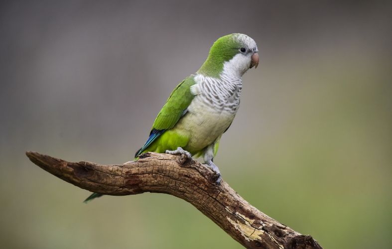 Top 7 Most Popular Pet Birds in the World