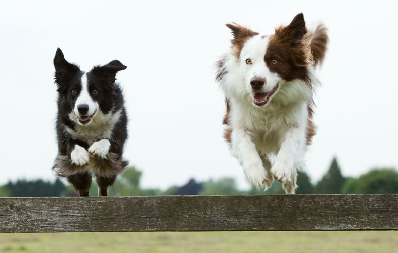 The 8 Dog Breeds With the Most Health Issues