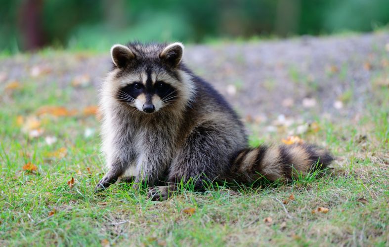 9 Best Exotic Pets Anyone Can Own