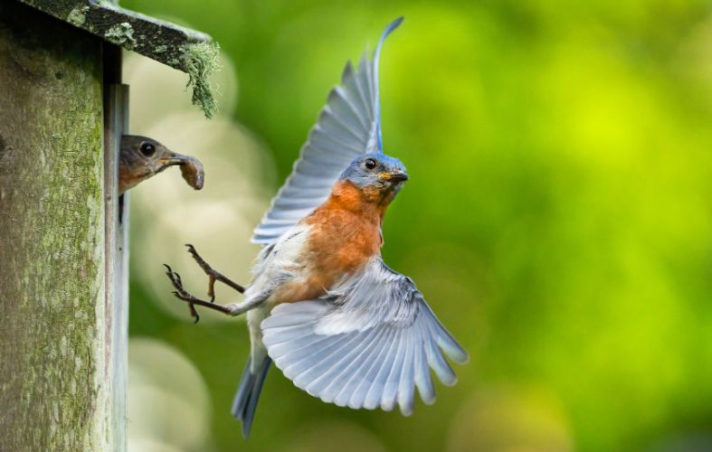 8 Plants That Attract Beautiful Bluebirds to Your Yard (1)