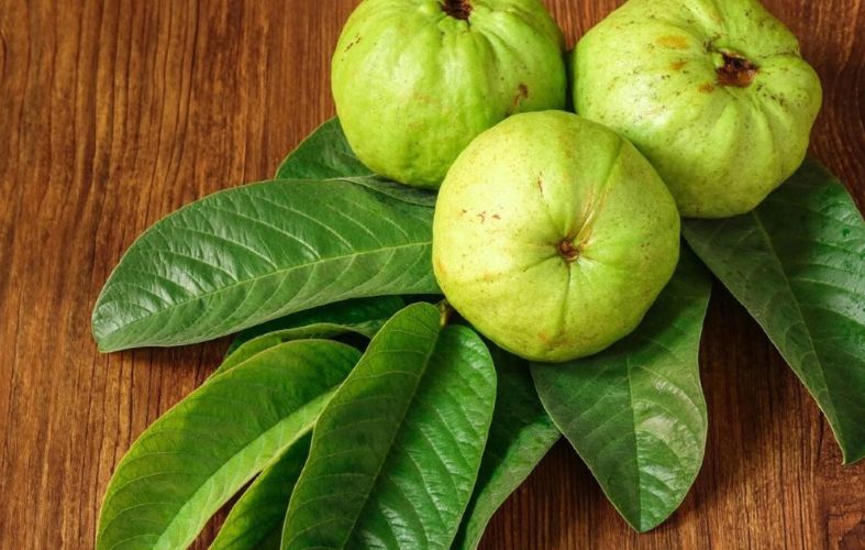 Secret Benefits Of Guava Leaves For Hair Thickness