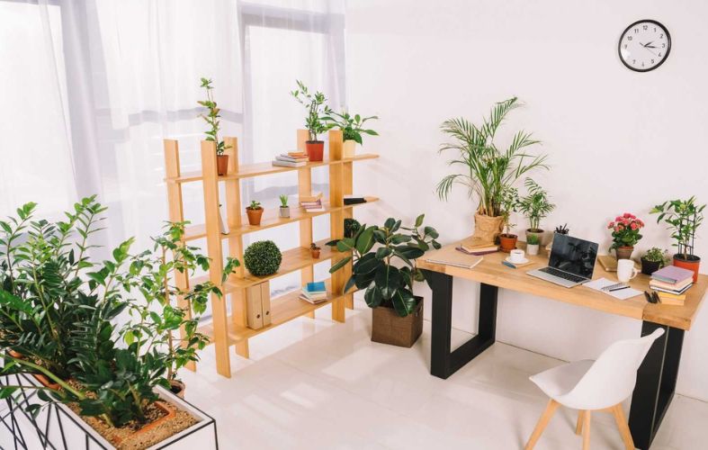 9 BEST OFFICE PLANTS THAT NEED LOW-MAINTENANCE CARE